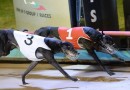Billy’s Bake upstages series fav Burn One Down in stayers heats