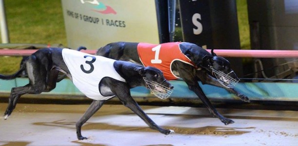 Billy’s Bake upstages series fav Burn One Down in stayers heats