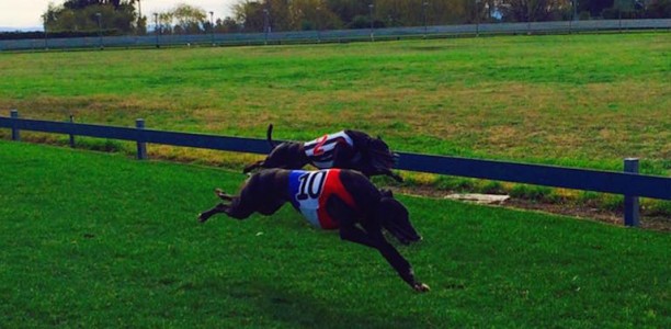 Are the days of non-TAB greyhound racing numbered?