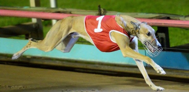 Bruce Tycoon the sentimental favourite for Victorian Sprint final