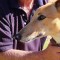 Age shall not stop them racing – the golden oldies of greyhounds