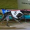 Champion stayer Sweet It Is’ first pup to race wins on debut
