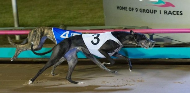 Champion stayer Sweet It Is’ first pup to race wins on debut