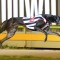 Borda says Aston Dee Bee can match it with any dog in the country