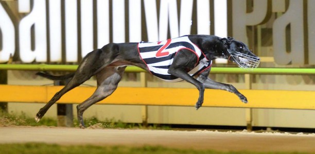 Borda says Aston Dee Bee can match it with any dog in the country