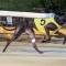 Bogie Bekim books spot in Group 1 National Distance Championship