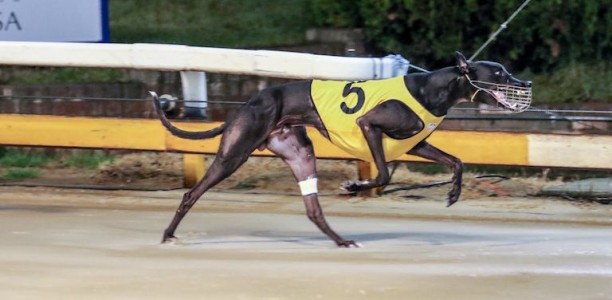 Bogie Bekim books spot in Group 1 National Distance Championship