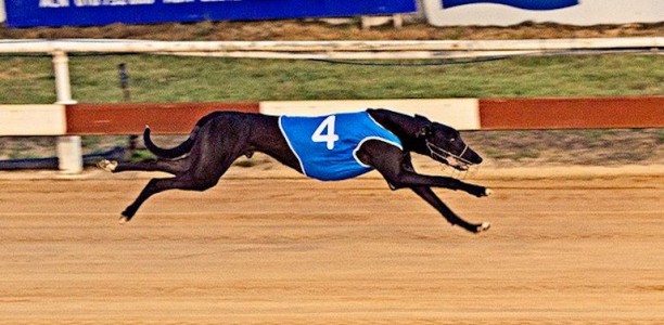 Vidi Vici out to upset top series chance in Townsville Cup heat