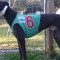 Campbell has a shot at landing the money in Dapto Maiden Classic
