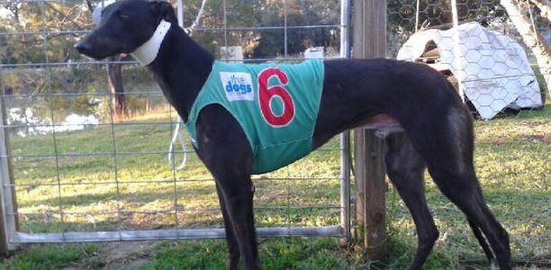 Campbell has a shot at landing the money in Dapto Maiden Classic