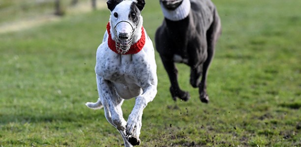WATERLOO CUP DOUBLE: It doesn’t much Better Than This