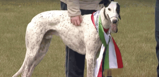 Better Than This secures back to back Waterloo Cup victories