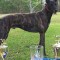 Tommie Streaker launches his career by winning ’97 Dapto Maiden