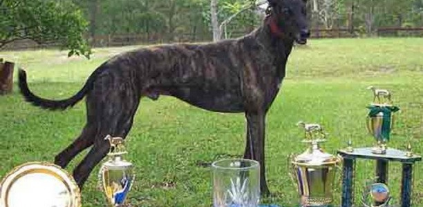 Tommie Streaker launches his career by winning ’97 Dapto Maiden