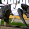 Ask King Jeff gives Awesome Project his first group win as a sire