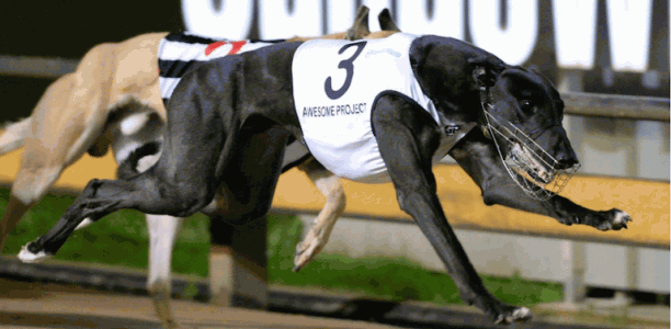 Ask King Jeff gives Awesome Project his first group win as a sire