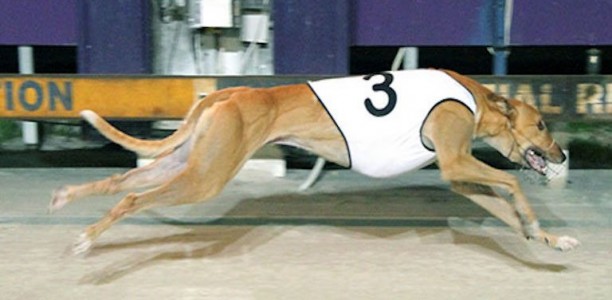 Thunder Rama roars for the final time