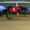 Can Bruton Miss cause an upset in Townsville Cup?