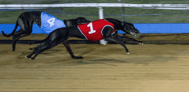Can Bruton Miss cause an upset in Townsville Cup?