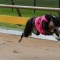 Healesville Cup: Young gun sprinter could be the next big thing