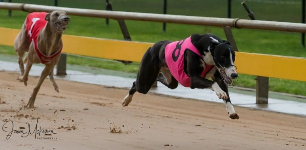 Healesville Cup: Young gun sprinter could be the next big thing