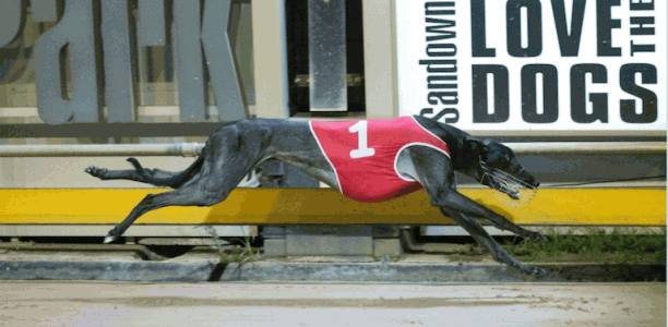 Dual group winner Buck Forty retired