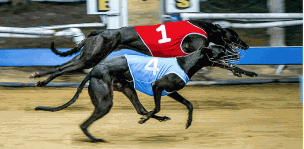 Tzouvelis praises Gadsby’s Road after upset Townsville Cup win