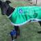 Watch The Wasp dominates in Group 2 Bob Payne Spring Sprint