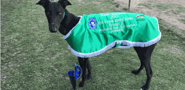 Watch The Wasp dominates in Group 2 Bob Payne Spring Sprint