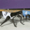 Halse hopeful his trio will gift him a victory in spring feature
