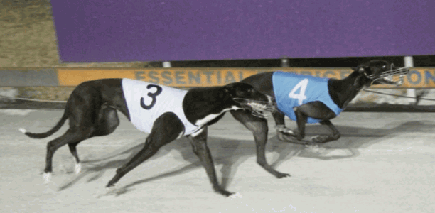 Halse hopeful his trio will gift him a victory in spring feature