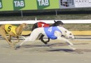 Thurkettle and Sugar Man seeking sweet glory in 2017 Canberra Cup