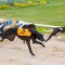 Star Irish greyhound returns positive to cocaine