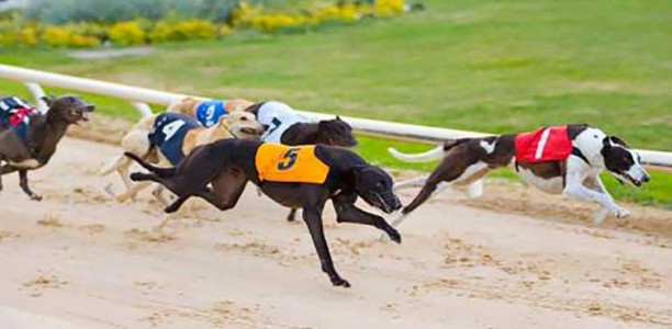 Star Irish greyhound returns positive to cocaine