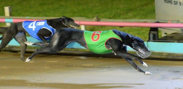 Up Hill Jill headlines Group 1 Megastar heats at Dapto