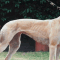 Remember when: Kedo’s Millie won the 1996 SA Oaks