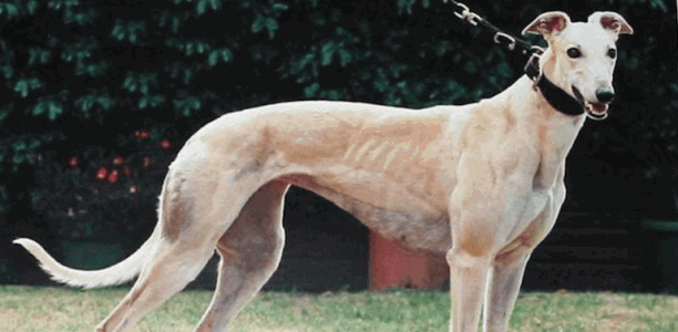 Remember when: Kedo’s Millie won the 1996 SA Oaks