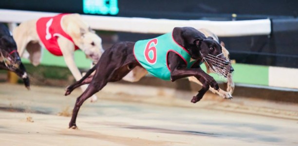 Crudeli has a dual shot of causing SA Derby upset