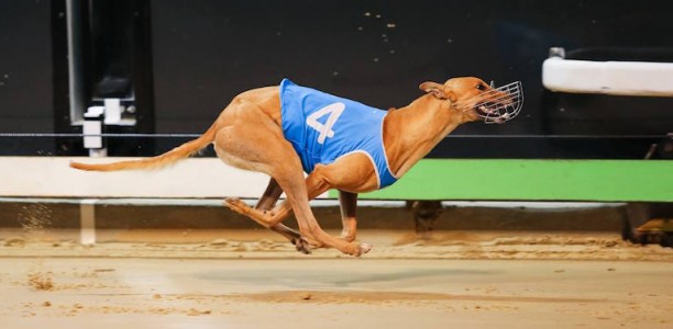 Langton and Britton quinella 2017 Group 3 SA Oaks