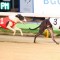 2017 SA Derby winner likely to avoid the Group 1 Adelaide Cup