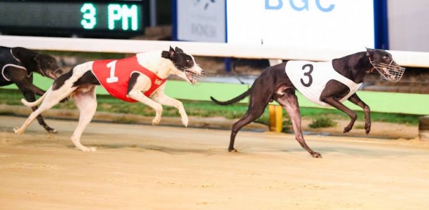 2017 SA Derby winner likely to avoid the Group 1 Adelaide Cup