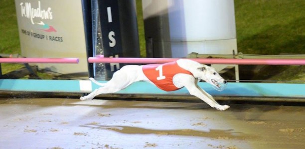 Great Chase bound Poke The Bear scores strong win at The Meadows
