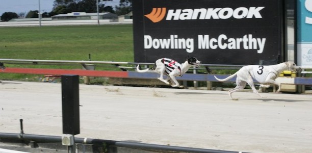 Englund’s duo ready to burn in Puppy Championship at Devonport