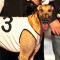 Megastar Aqua Cheetah in pursuit of consecutive Adelaide Cup wins