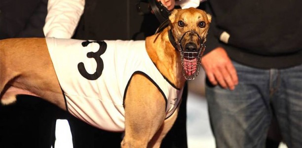 Megastar Aqua Cheetah in pursuit of consecutive Adelaide Cup wins