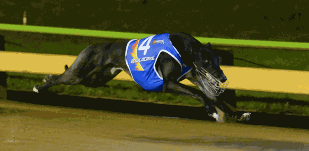 Sandown Speed Star points a way forward for greyhound racing