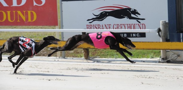 Young eyeing an upset in Eric Thomson Memorial final
