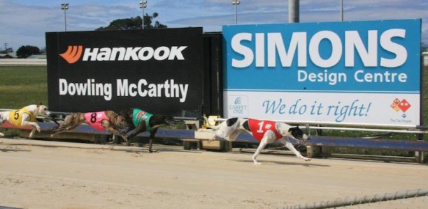 Ryan’s Puppy Championship winner to target Hobart St Leger series
