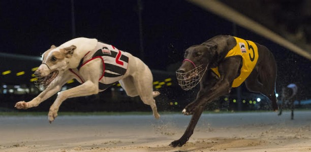 Alota Amy looking for career highlight in 2017 Gold Coast Cup