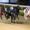 High Eden Frost boxed to cause an upset in 2017 Adelaide Cup